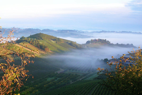 Nebbiolo: The Soul of Piedmont