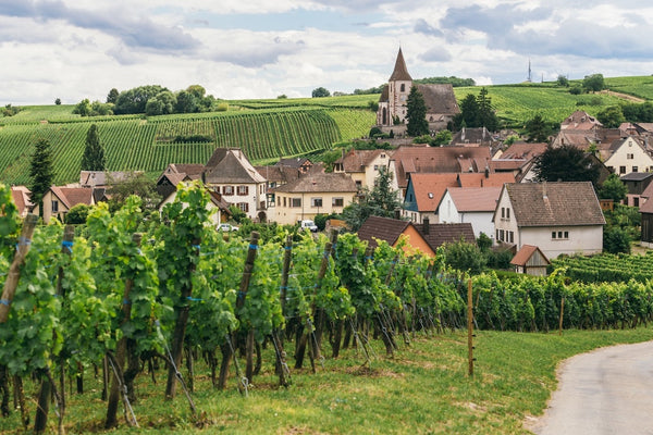 Burgundy: Pinot Noir and Chardonnay