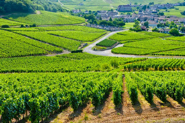 Burgundy: Kingdom of Pinot Noir and Chardonnay