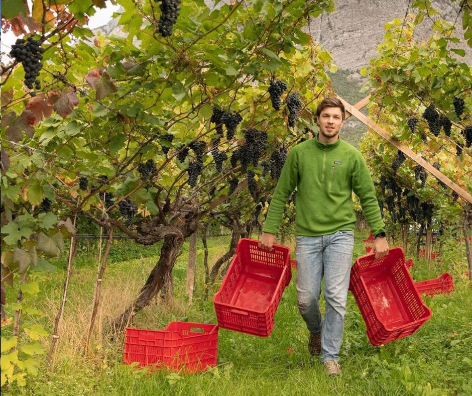 Pergolas | De Vigili