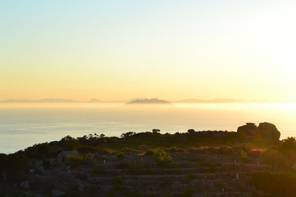 The Scents of Spring