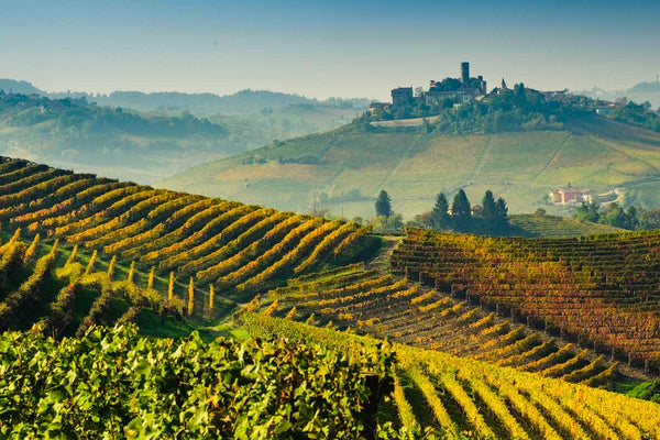 Nebbiolo: The Soul of Piedmont