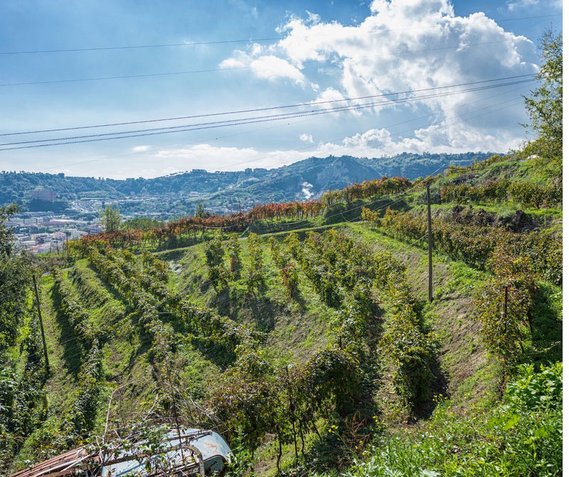 Greco di Tufo